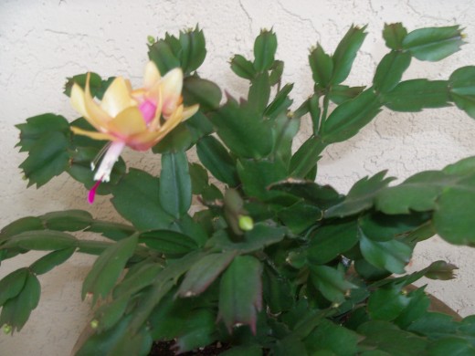 May & Jay's cactus