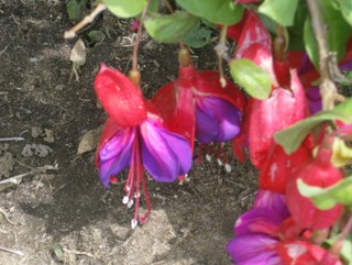 Nature's Ballerinas