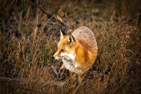Animal Omens and Signs Animal Omens and Signs