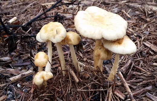 Lovely little gender-blind mushroom family on patio :-)