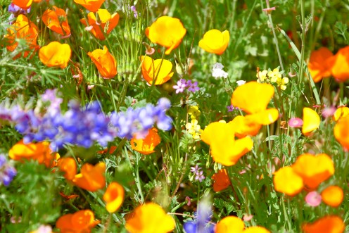 Superbloom