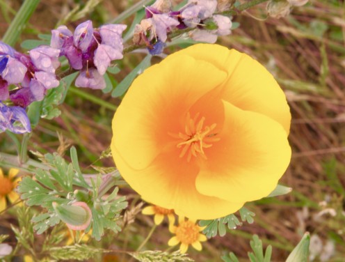 Poppies!