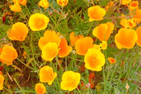 Poppies