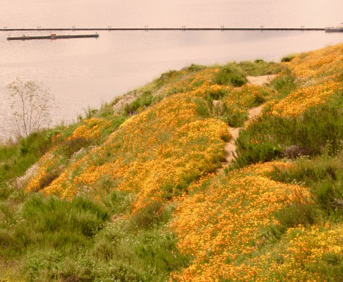 Superbloom