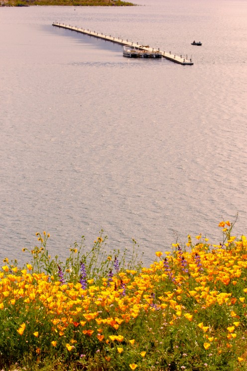 Superbloom