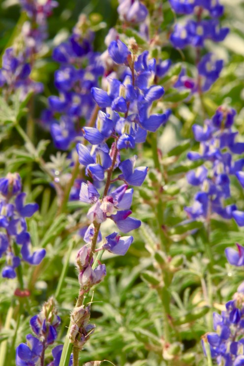 Superbloom!
