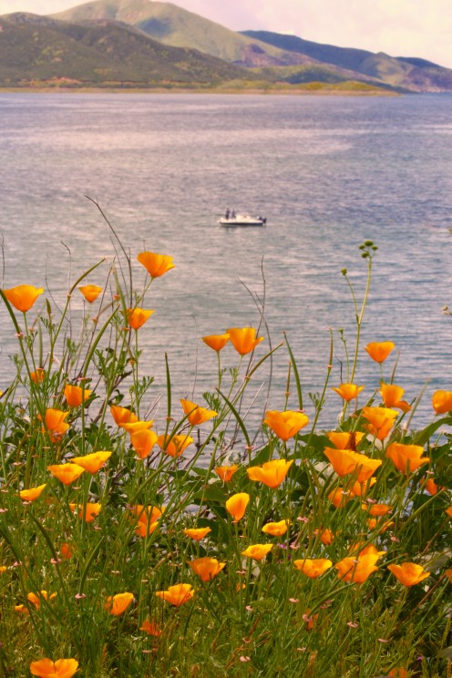 Poppies!!