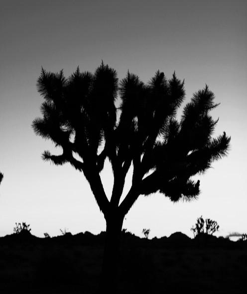 Black and White.