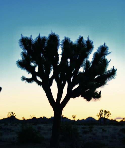 Joshua Tree at Sunrise
