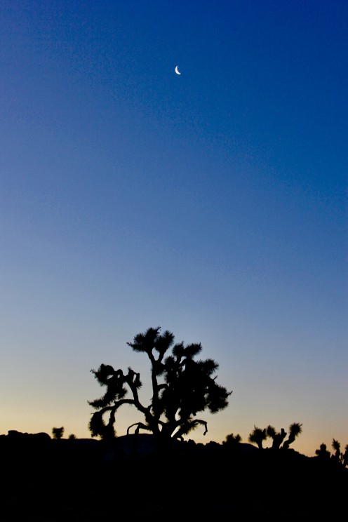 Joshua Tree
