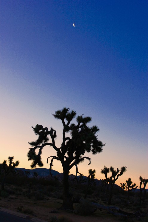 Joshua Tree
