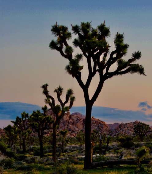 Joshua Tree