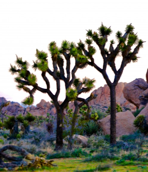 Joshua Tree