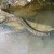 Moving rattlesnake. Moving rattlesnake.