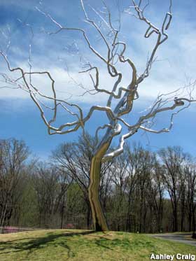 Silver Tree by Roxy Paine, Crystal Bridges Museum, Bentonville, AR