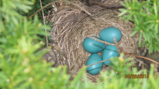 Four Eggs Waiting
