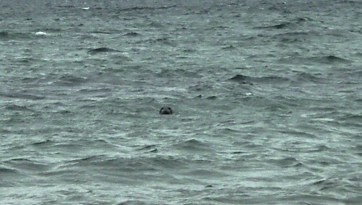 A Sea monster? Or a Selkie?