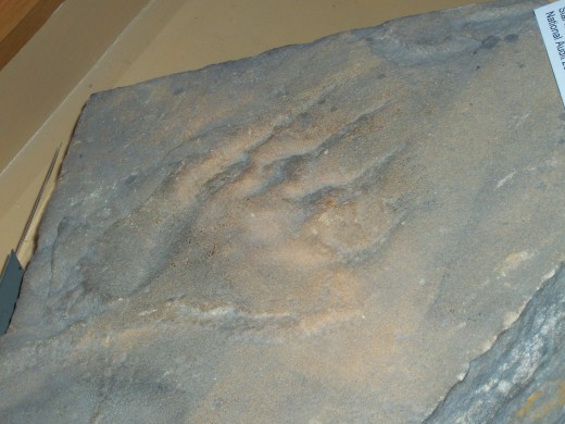 A Dragon Footprint?