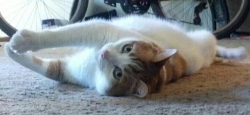 Thoughts on Cat Kicking Litter Out of Litter-Box Thoughts on Cat Kicking Litter Out of Litter-Box