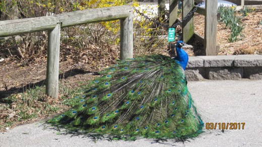 Wandering Peacock - Dickerson Park Zoo - Springfield, MO