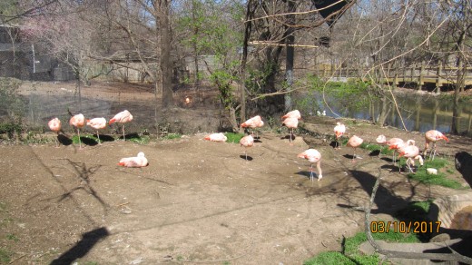 Flamingos - Dickerson Park Zoo - Springfield, MO 