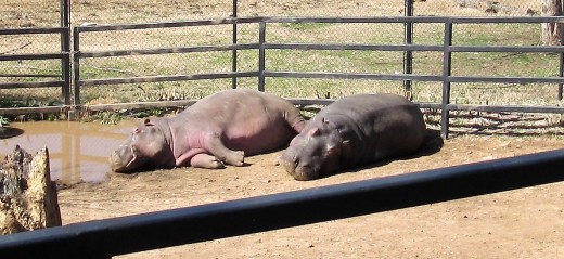 Dickerson Park Zoo - Springfield, MO