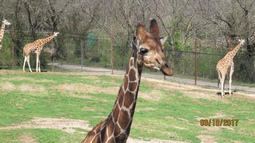 Giraffe - Dickerson Park Zoo - Springfield, MO