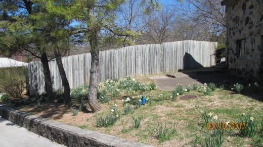 Peacock among the flowers - Dickerson Park Zoo - Springfield, MO