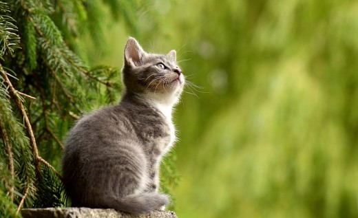 Pros And Cons Of Cats pros and cons of owning a cat | pethelpful Pros And Cons Of Cats pros and cons of owning a cat | pethelpful
