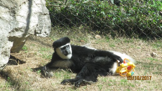 Where's My Toy - Dickerson Park Zoo - Springfield, MO