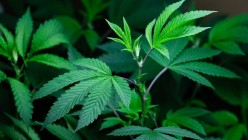 Seven Benefits and Drawbacks of Marijuana Use
