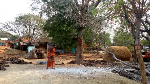 A village woman collecting the white droppings of the birds A village woman collecting the white droppings of the birds