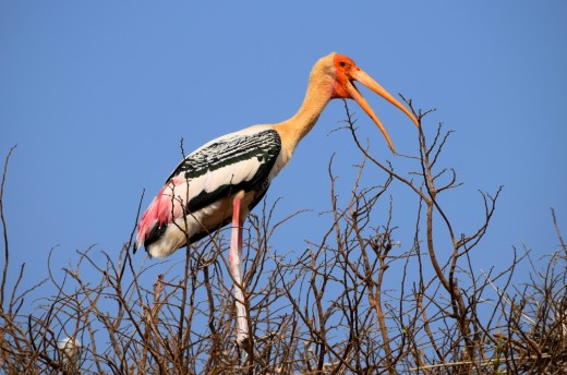 A Painted Stork A Painted Stork