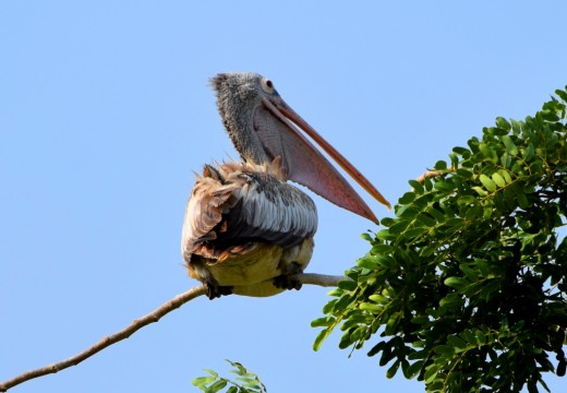 A Spot-billed Pelican A Spot-billed Pelican