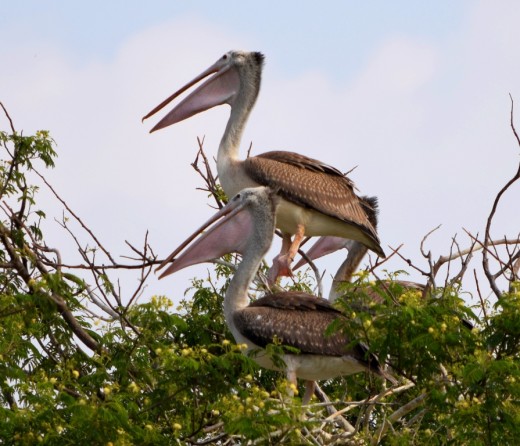 A pair of Spot-billed Pelicans A pair of Spot-billed Pelicans