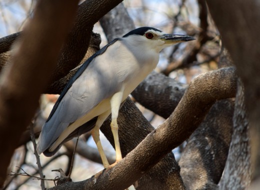 Black- crowned Night Heron Black- crowned Night Heron