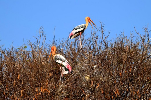 Painted Storks on a tree in Kokkarebellur Painted Storks on a tree in Kokkarebellur