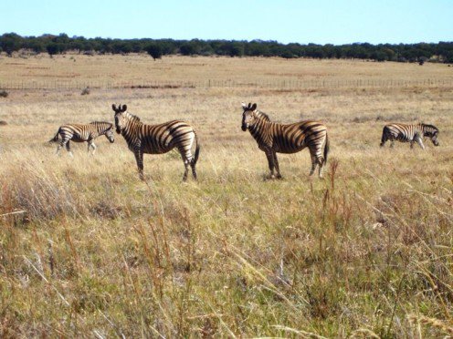 Many beautiful nature and game reserves in South Africa 