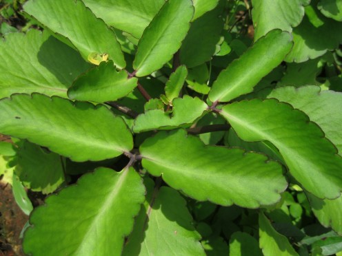 Leaf of Life: What Is It, How to Use It, and How to Grow It Leaf of Life: What Is It, How to Use It, and How to Grow It