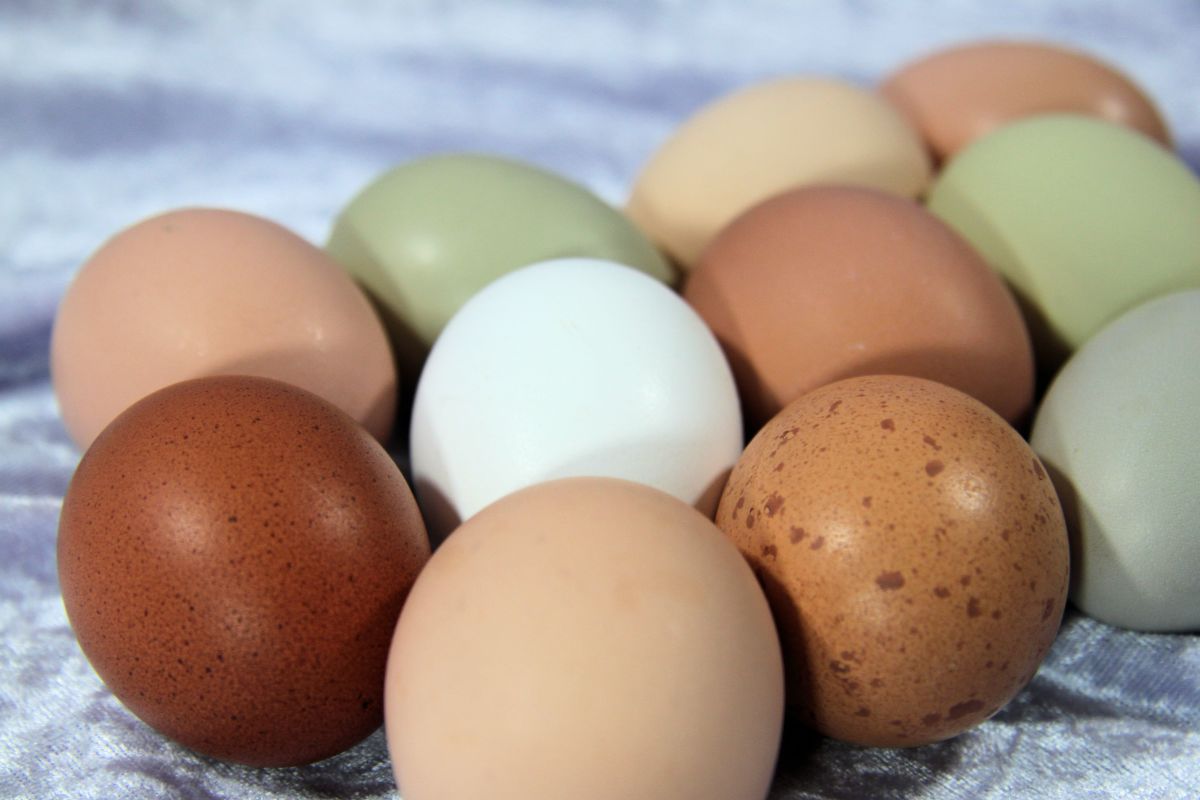 brown v white eggs