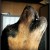 http://www.flickr.com/photos/phoenixwolfray/3143913472/ http://www.flickr.com/photos/phoenixwolfray/3143913472/