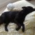 http://www.flickr.com/photos/markhillary/2594344519/ http://www.flickr.com/photos/markhillary/2594344519/