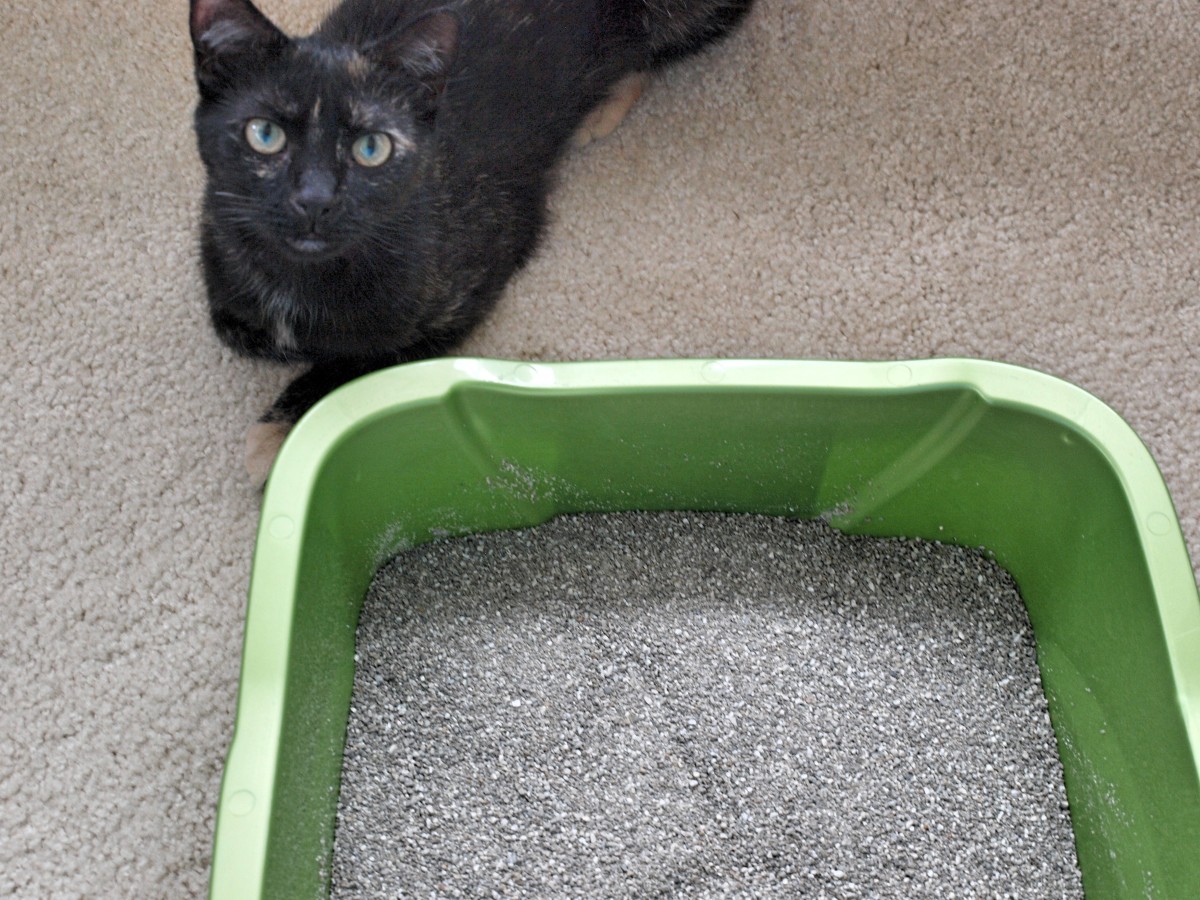 How to Litter Box Train a Stray Kitten PetHelpful