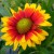 Blanket flower is a wonderful nectar source and native to Florida. Blanket flower is a wonderful nectar source and native to Florida.