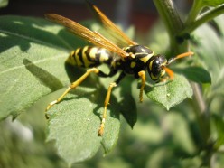 Beneficial Insects: A Must for Organic Gardeners