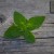 Fresh oregano Fresh oregano