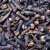 Whole cloves Whole cloves