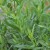 Tarragon Tarragon