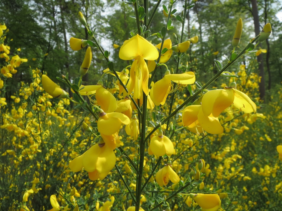 Scotch Broom is pretty but noxious and obnoxious