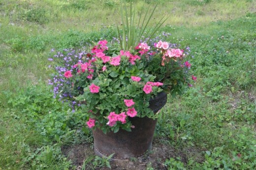 Flowers at the front of my yard